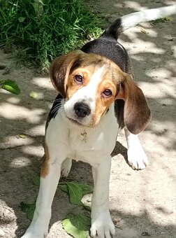 Beagle, bigel, bigl bez PP - 7