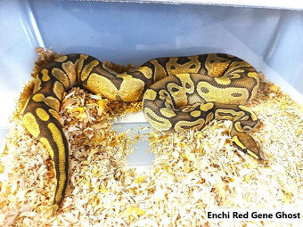 Python regius na Faunii Bratislava 7.12. - 7