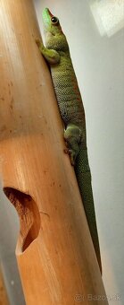 FELZUMA MADAGASKARSKÁ - 7