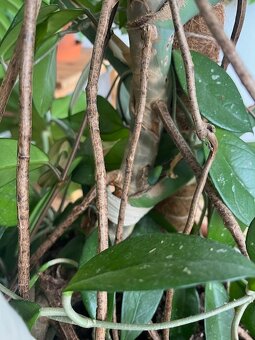 Monstera - 7