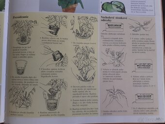 Philodendron scandens micans - 7