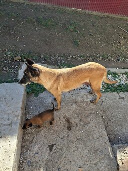 Belgický ovčiak Malinois - 7