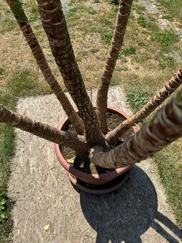 Juka obrovská – Yucca elephantipes (6-kmeňová, cca 180 cm) - 7
