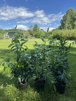 Tuja smaragd,Vavrín,Tis stredný - 7