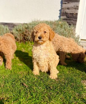 Pudl stredný pudlik - 7