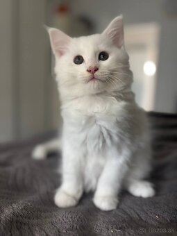 Maine coon mačiatka k odberu - 7