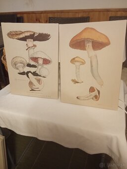 Zadarmo obrazy, ozdoby - 7