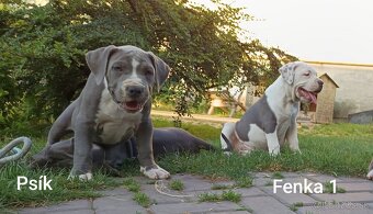 American bully XL, Americký stafordsirsky terier - 7