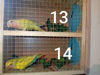 Predám agapornisov ružovohrdlých - 7