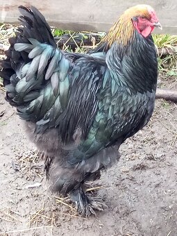 Kohút brahman veľký - 7