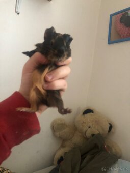 Darujem 2 Morčatka posledné. Odber možný hneď dnes - 7