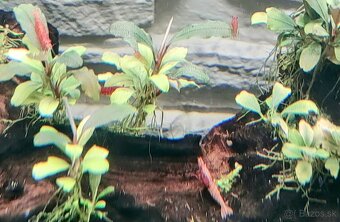 Predám krevetky Neocaridina Red Fire Painted - Grade SS - 7