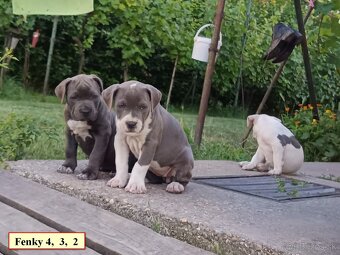 Americký stafordsirsky terier, american bully XL - 7