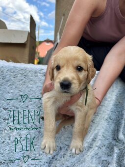 Zlatý Retriever šteniatka - 7