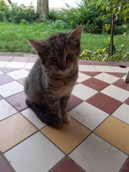 Darujem mačičky - 7