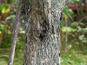 Hoya 200mm/F3,5/ FD + Porst 35mm/F2,8/ M42 - 7