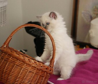 Ragdoll - láska na celý život - 7