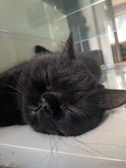 Predám Britských krátkosrstých kocúrikov - 7