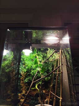Chameleón jemensky terarium - 7