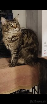 Mainské mývalie mačiatka,Maine coon. - 7