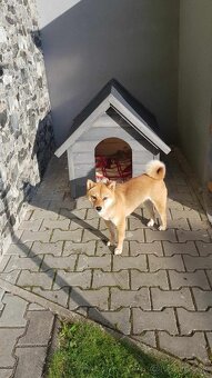 Zateplená búda, psia buda, búda pre mačky - 7