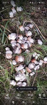 Sušené dubáky - 7