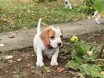 Beagle - 7