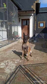 Belgicky ovciak malinois - 7