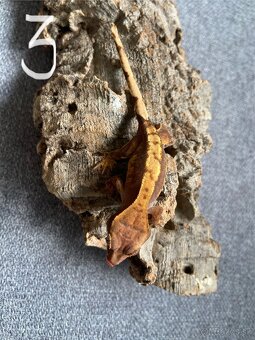 Pagekon riasnatý - Correlophus ciliatus - 7