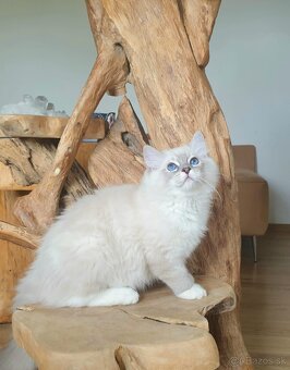 Ragdoll kocourek do chovu - 7