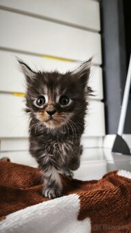 Mačička Maine coon , úhrada aj na časti - 7