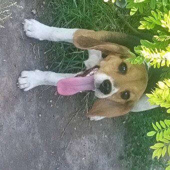 Beagle, bigel, bigl bez PP - 7