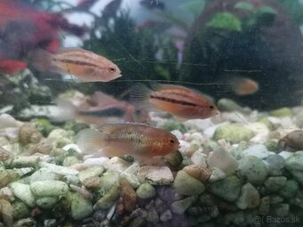 Akarka zelená ( Nannacara anomala ) - 7