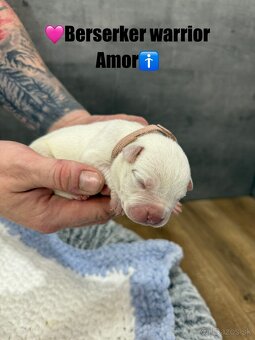 American bully XL/XXL s PP - 7