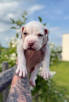 American bully XL/XXL s PP/stafford/pitbull/cane corso - 7