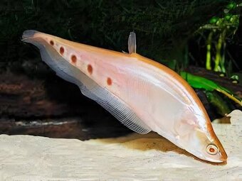 Hydrolycus armatus + import - 7