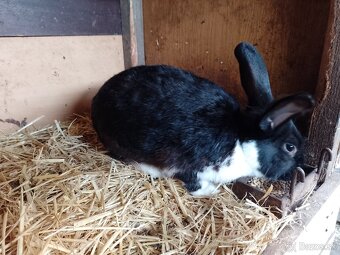 Predám králiky rôznych plemien a sfarbenia - 7
