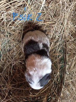 Border kólia šteniatka - 7