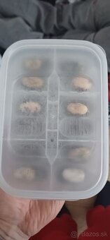 Pagekon riasnaty plus terarium - 7