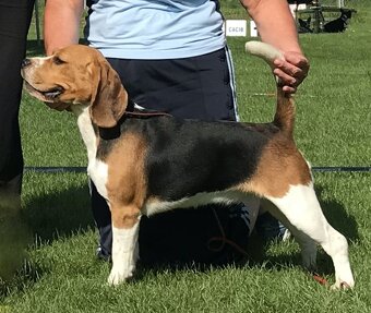 Bígel Beagle Bigl s PP FCI - 7