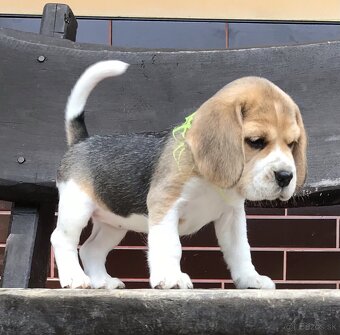Bígel Beagle Bigl s PP FCI - 7
