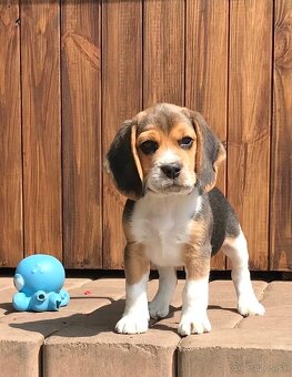 Bígel Beagle Bigl s PP FCI - 7