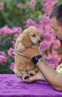 Stredne Veľký Pudel - Medium Poodle - 7