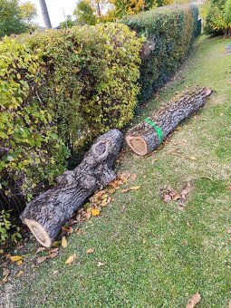 Predám kmene z čerstvo spíleneho stromu - 7