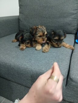 Mini Yorkshire teriér šteniatka na predaj - 7