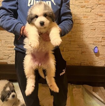 Pyrenejský horský pes - 7