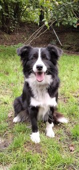 Šteňatá s PP - Border kólia / kolia - již k odběru - 7