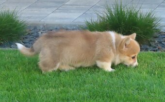 welsh corgi - 7
