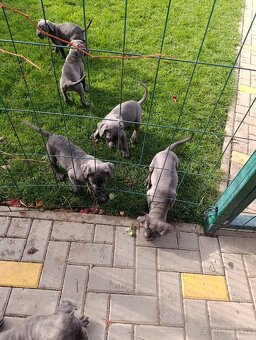 Cane corso modré šteniatka - 7