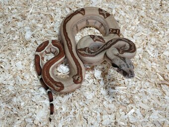 Boa imperator - Normal a Hypo 66% het Sterling VPI - 7